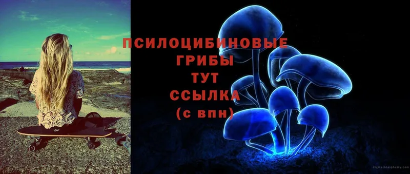 что такое   Северск  гидра онион  Галлюциногенные грибы Psilocybe 